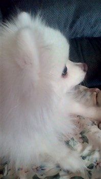 solid-white-pomeranian-rescue-dog